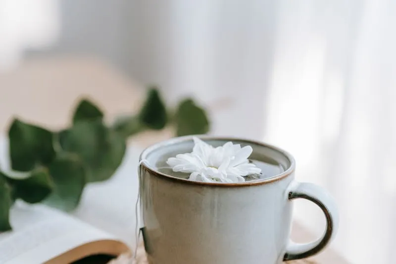 Différents substrats pour jardinage en contenants disposés en comparaison : terreau universel, perlite blanche, vermiculite dorée et fibre de coco brune