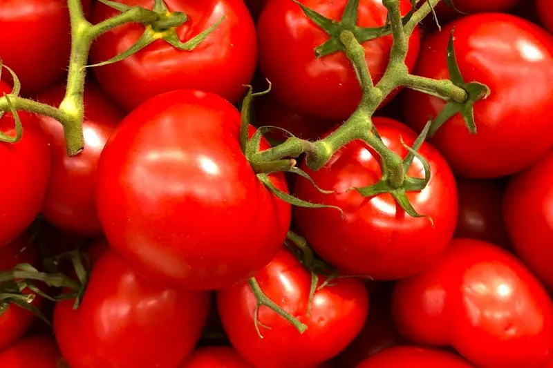 Plants de tomates cerises en pleine production sur un balcon ensoleillé en été — grappes de fruits rouges et oranges mûrissant sur fond de ville