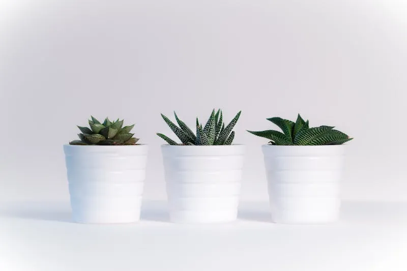 Kokedama et terrarium — jardinage créatif pour appartement