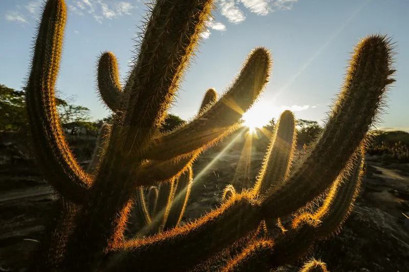 Grand cactus aux bras dressés, rétroéclairé par un soleil bas, dans la brousse sèche du nord-est du Brésil