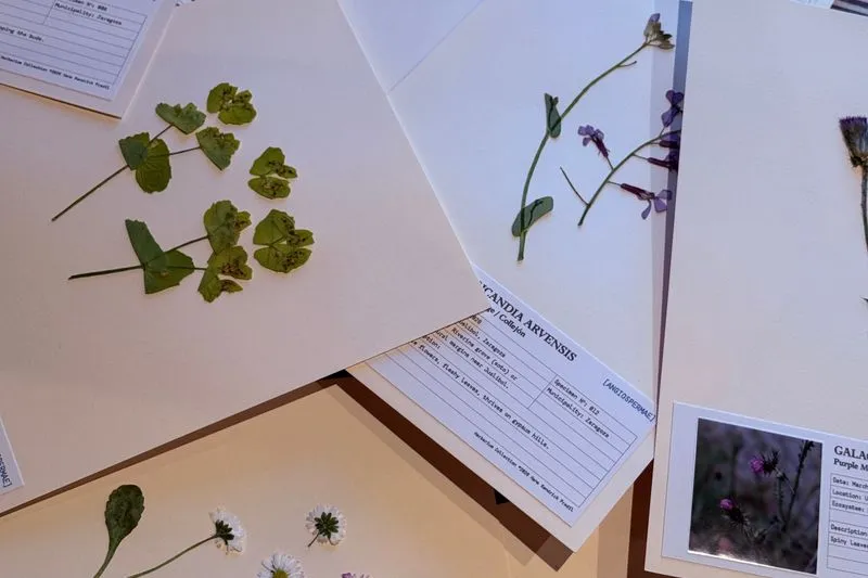 Planches d'herbier étalées sur une table, avec des plantes pressées et leurs étiquettes de collecte