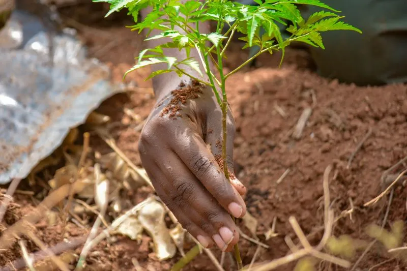 Main posant un jeune plant d'arbre dans une terre rouge