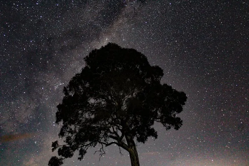 Silhouette d'un arbre sous un ciel nocturne constellé d'étoiles, la Voie lactée en arrière-plan