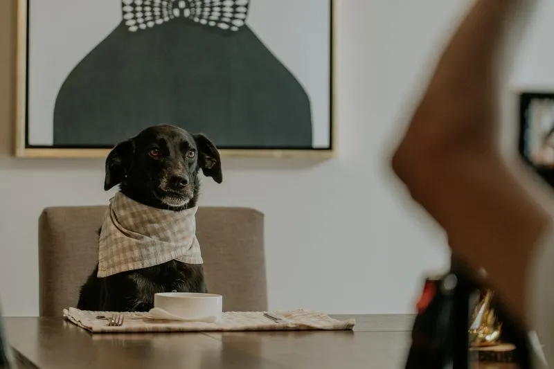 Chien noir attablé, serviette à carreaux nouée autour du cou, devant un bol vide