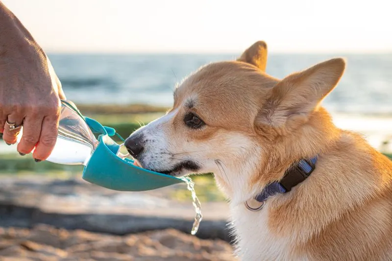 Corgi qui boit dans la coupelle d'une gourde pour chien tendue par une main, au bord de la mer
