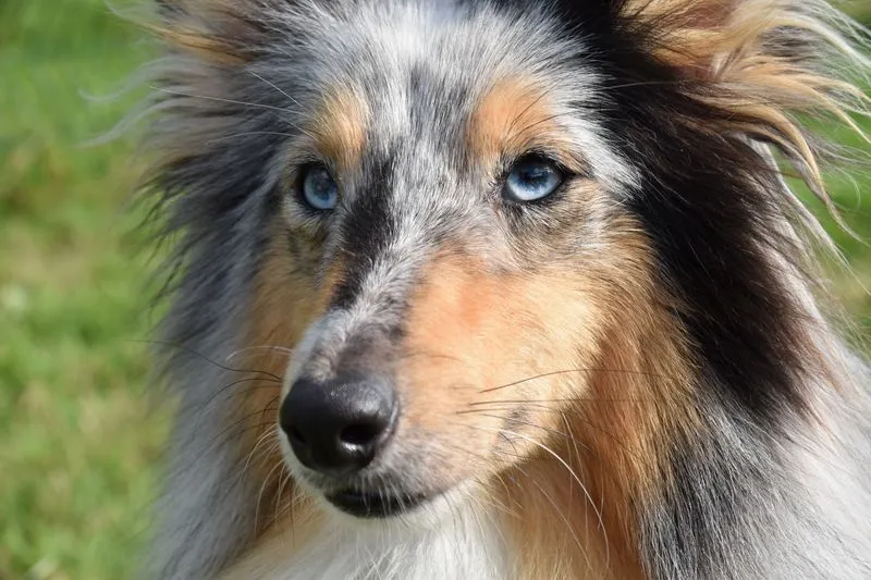 Gros plan d'un colley à poil long bleu merle aux yeux bleus, le regard grave