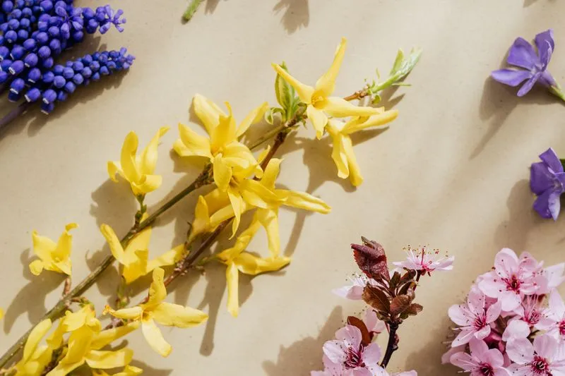 Brins de forsythia jaune, grappes de muscari bleu, pervenches violettes et fleurs roses posés sur un papier beige, vus du dessus