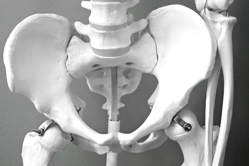 Modèle anatomique d'un bassin vu de face, en noir et blanc : os des hanches, sacrum, bas de la colonne et, en bas au centre, l'arc du pubis