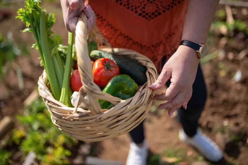 Panier en osier rempli de tomates, de céleri, de concombre et de poivron vert, porté dans un potager