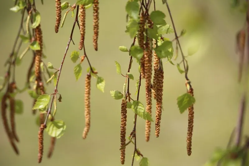 Chatons de bouleau chargés de pollen qui pendent de fines branches aux jeunes feuilles vertes