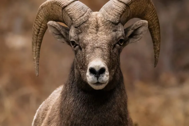 Portrait de face d'un bélier sauvage aux larges cornes enroulées, qui fixe l'objectif