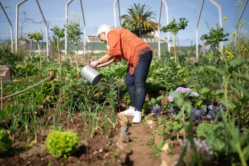 Jardinière aux cheveux blancs penchée sur ses légumes, un arrosoir en métal à la main, au potager