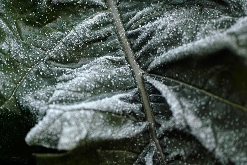 Grande feuille verte saupoudrée de givre, la nervure centrale en relief