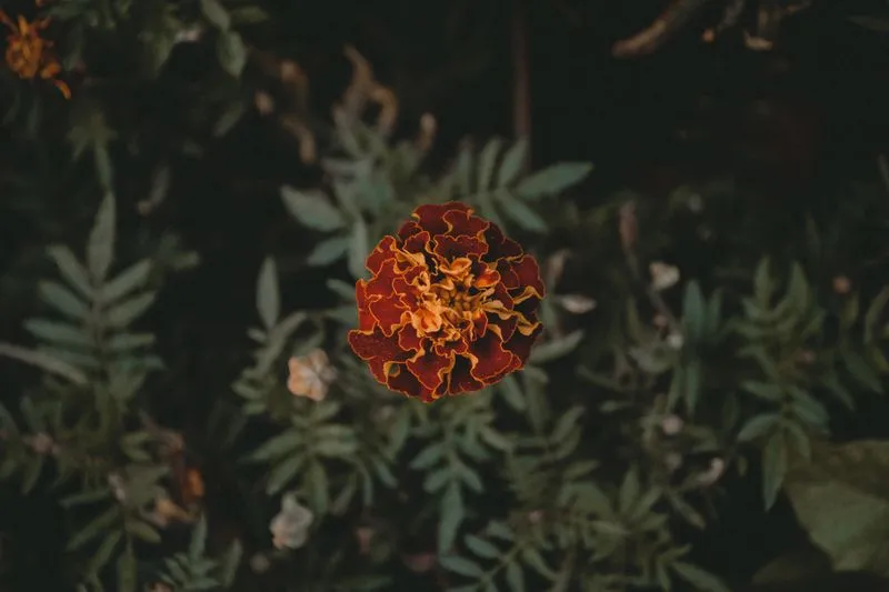 Fleur d'œillet d'Inde rouge et orangée au milieu de son feuillage découpé