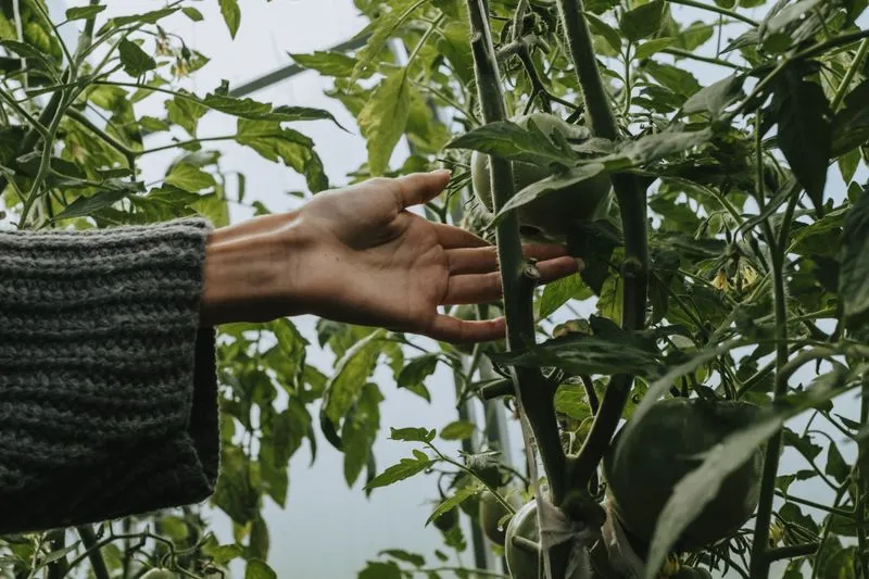 Main tendue entre de hauts pieds de tomates chargés de fruits verts, tiges attachées à leur support sous une serre
