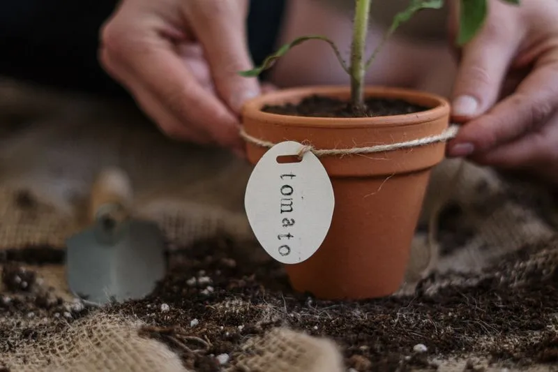 Mains qui tiennent un jeune plant de tomate dans un pot en terre cuite étiqueté « tomato », posé sur du terreau