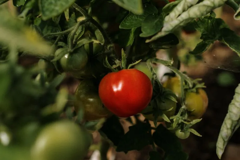 Une tomate rouge mûre entourée de fruits encore verts sur un pied de tomate au potager
