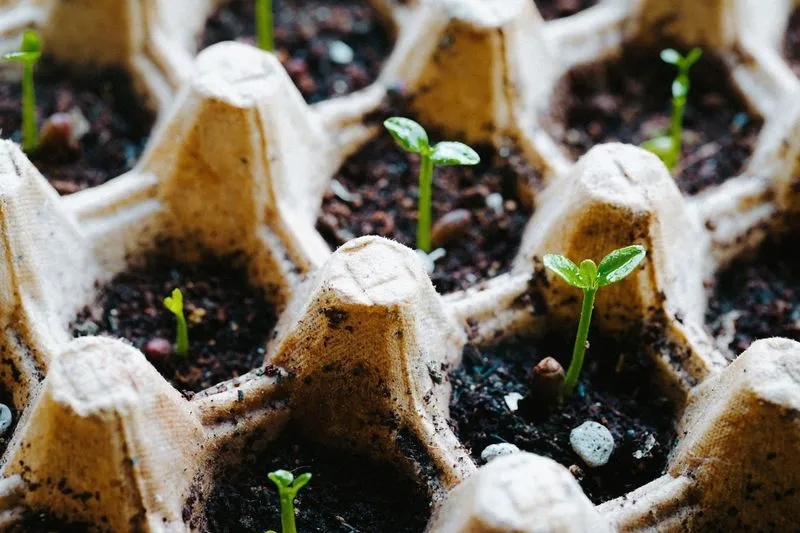Plantules aux deux premières feuilles qui lèvent dans les alvéoles d'une boîte à œufs remplie de terreau