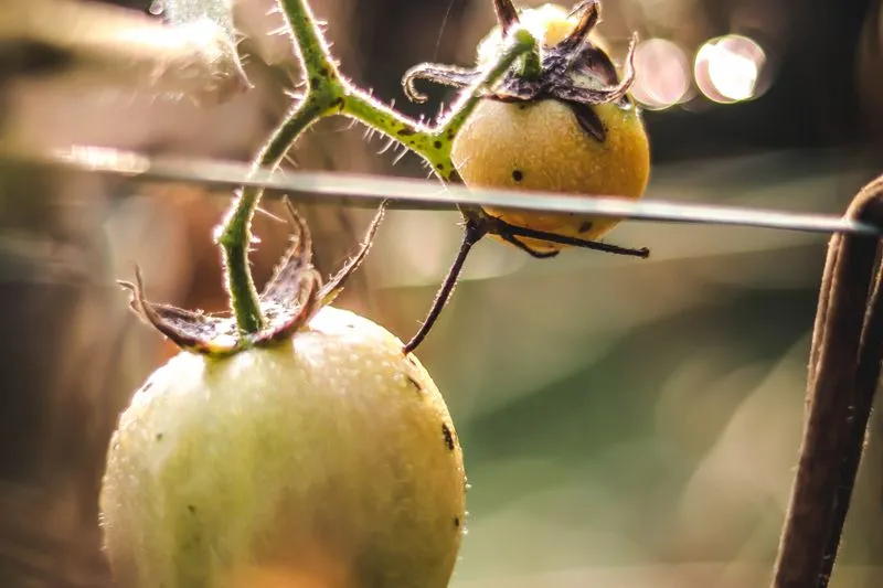 Tomates cerises encore vertes perlées d'humidité sur une tige de tomate, près d'un fil de palissage