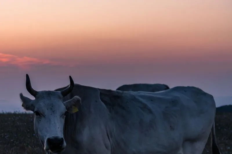 Bovin blanc aux cornes relevées dans un pré, sous un ciel rose de coucher de soleil
