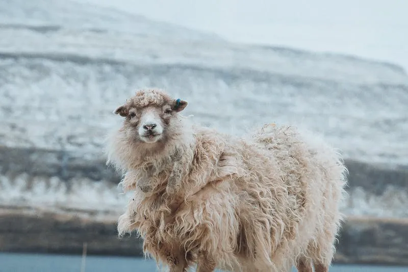 Étiquette de composition textile montrant 100% coton longues fibres