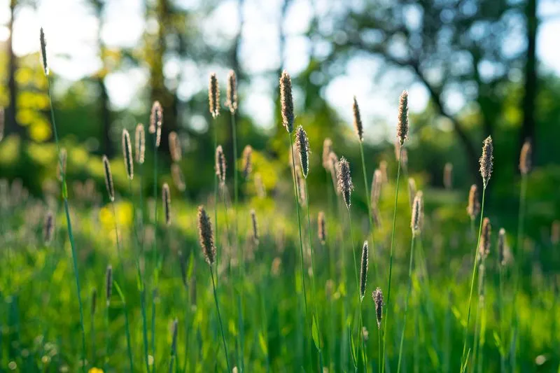 Herbes hautes en fleur à la lisière d'un bois, sous une lumière filtrée par les arbres