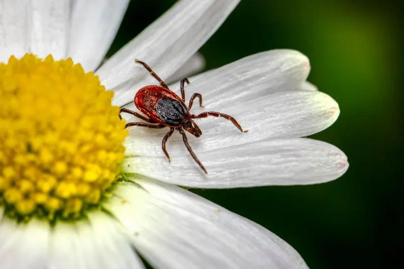 Tique adulte au corps brun-rouge et à l'écusson noir, posée sur le pétale d'une fleur blanche