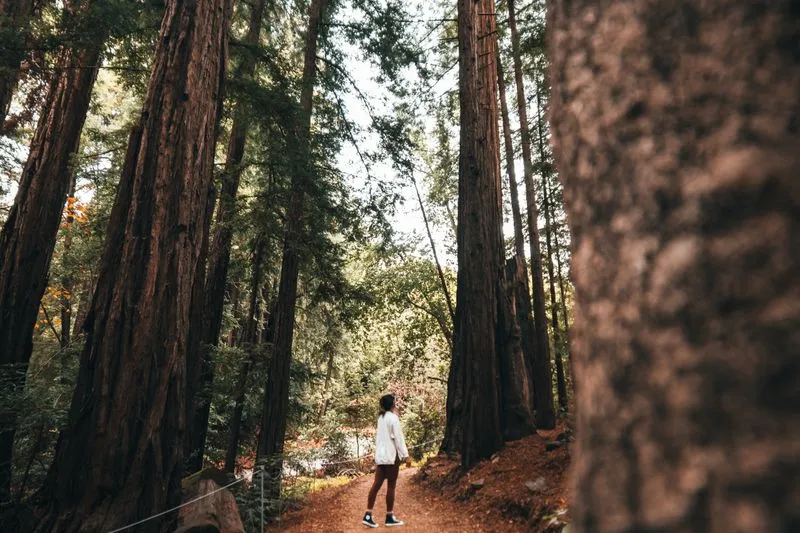 Randonneuse en pantalon long et chaussures fermées sur un chemin forestier dégagé, parmi de grands arbres
