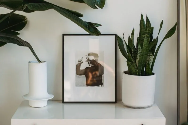 Cadre noir posé contre le mur sur un meuble blanc, entre un vase blanc et une sansevieria en pot, sous les grandes feuilles d'une plante verte
