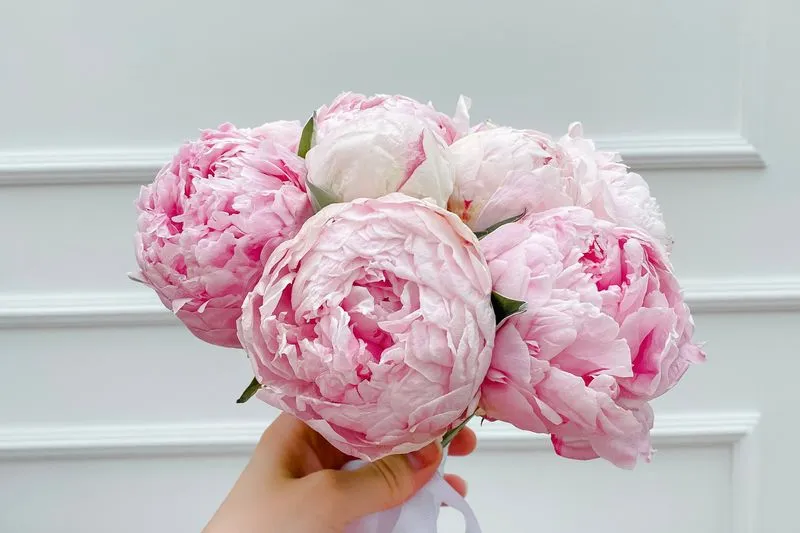 Main qui tient un bouquet de pivoines roses