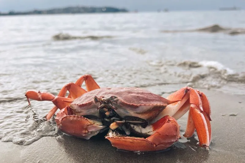 Crabe orange posé sur le sable mouillé, au bord de l'eau