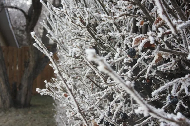 Perceuse-visseuse sans fil Bosch posée sur un établi avec embouts et mèches