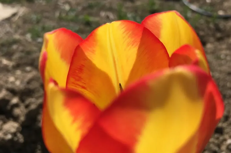 Jeune mère se levant doucement du lit d'hôpital après césarienne