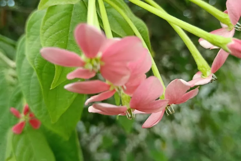 Différentes méthodes contraceptives disposées sur une table médicale