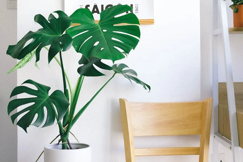 Monstera deliciosa avec ses grandes feuilles perforées dans un salon lumineux
