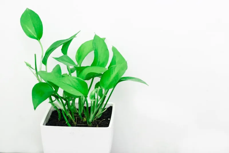 Plantes d'intérieur pour débutantes : les 15 quasi increvables