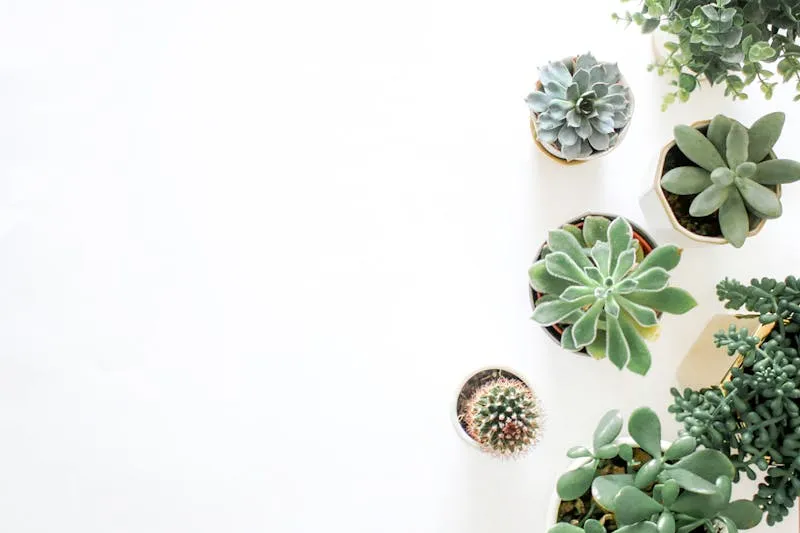 Collection de succulentes sur un rebord de fenêtre ensoleillé