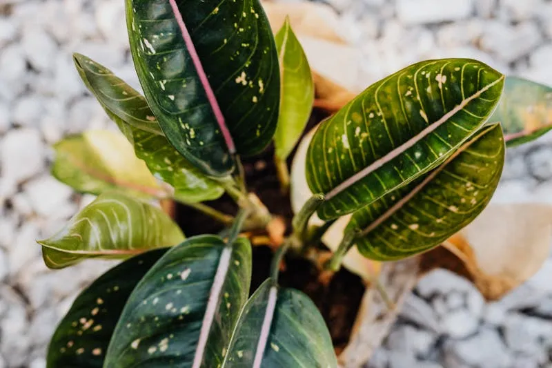 Zamioculcas zamiifolia aux feuilles vernissées dans un pot noir